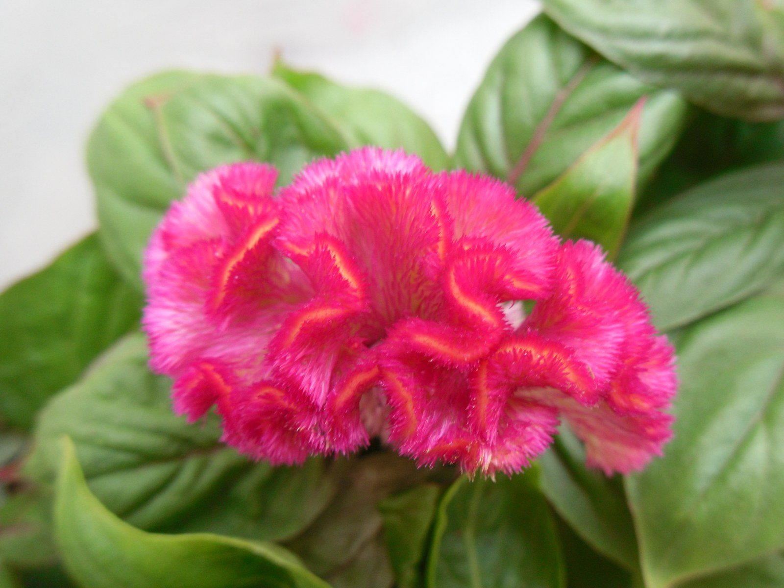 Hot Pink Squiggle