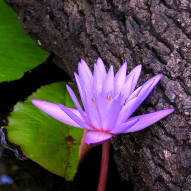 Lily By Tree
