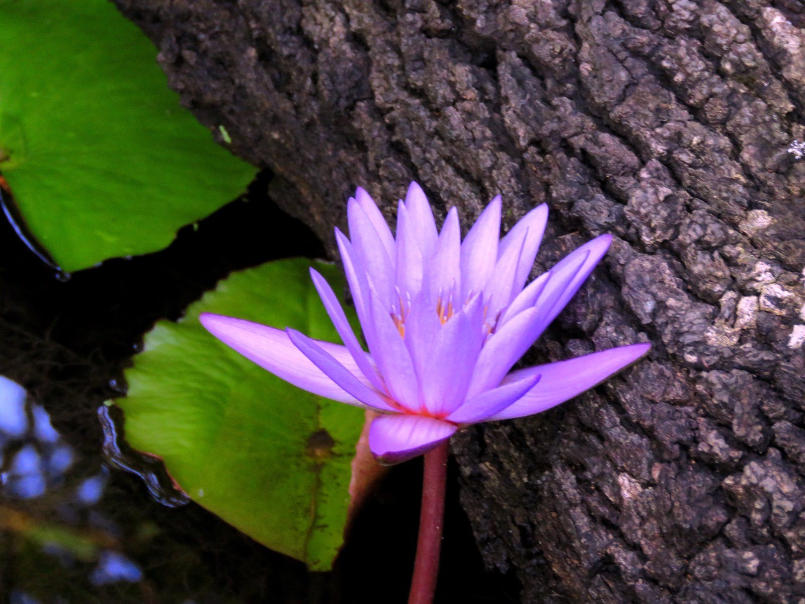 Lily By Tree