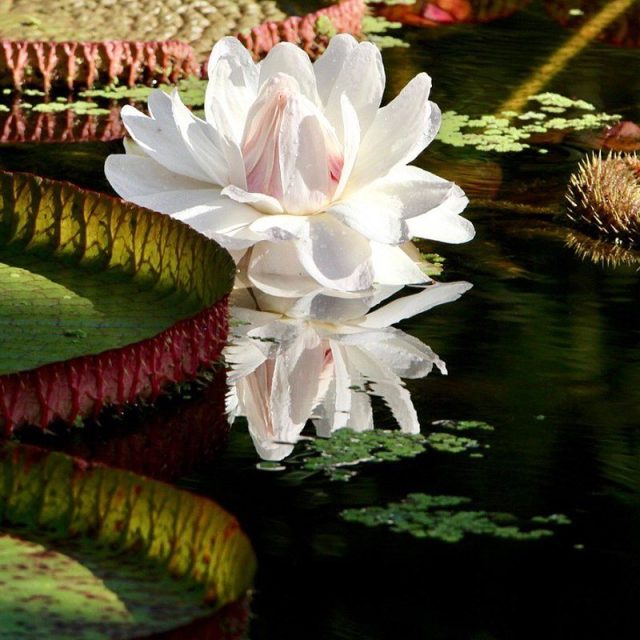 Queen Of The Lilies
