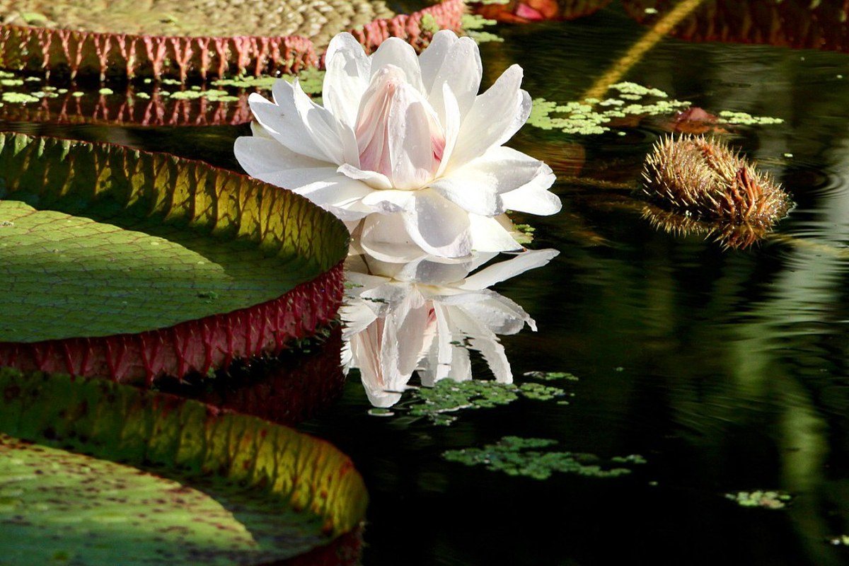 Queen Of The Lilies