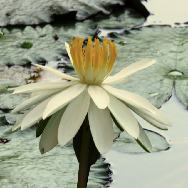 White Lily Single