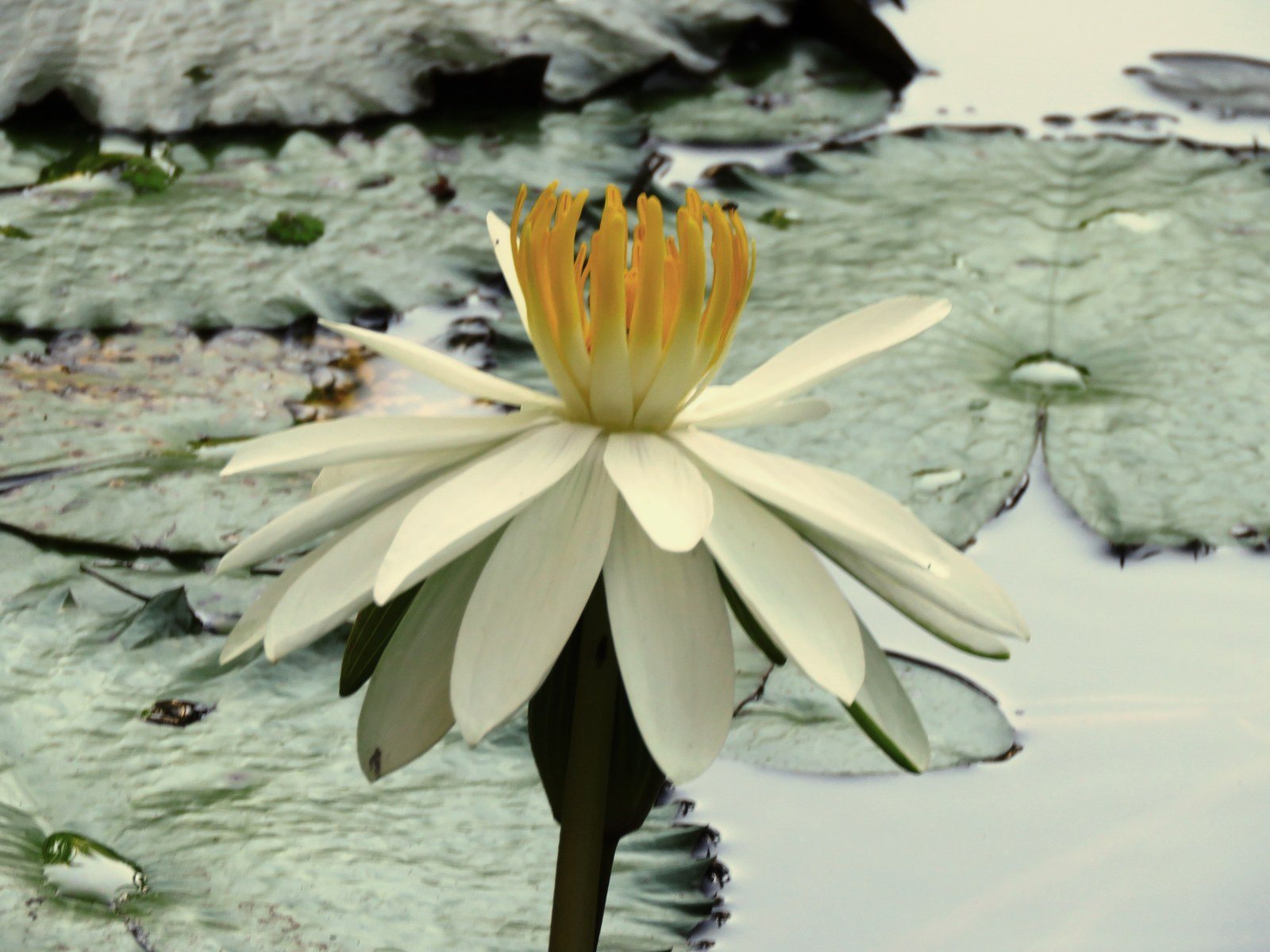White Lily Single