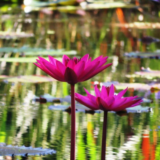 Purple Water Lilies