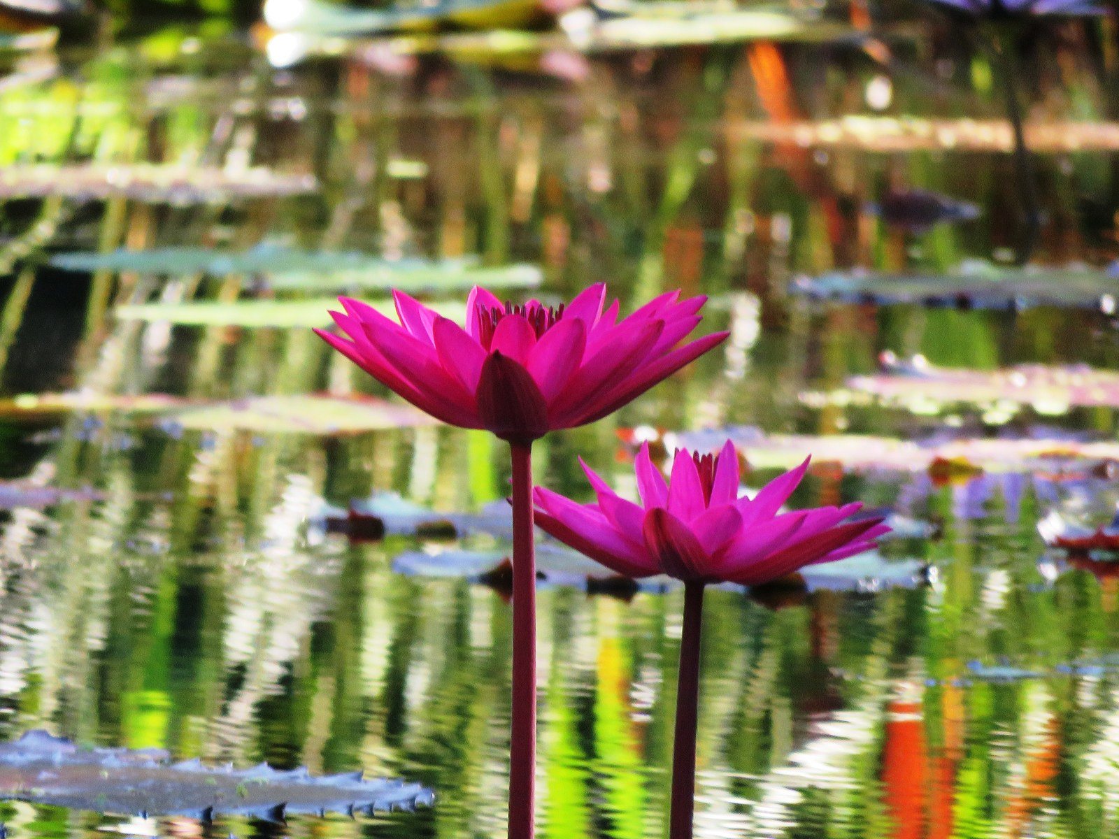 Purple Water Lilies