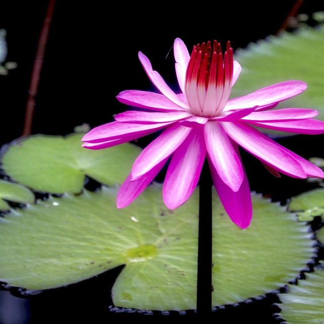 Pink Beautiful