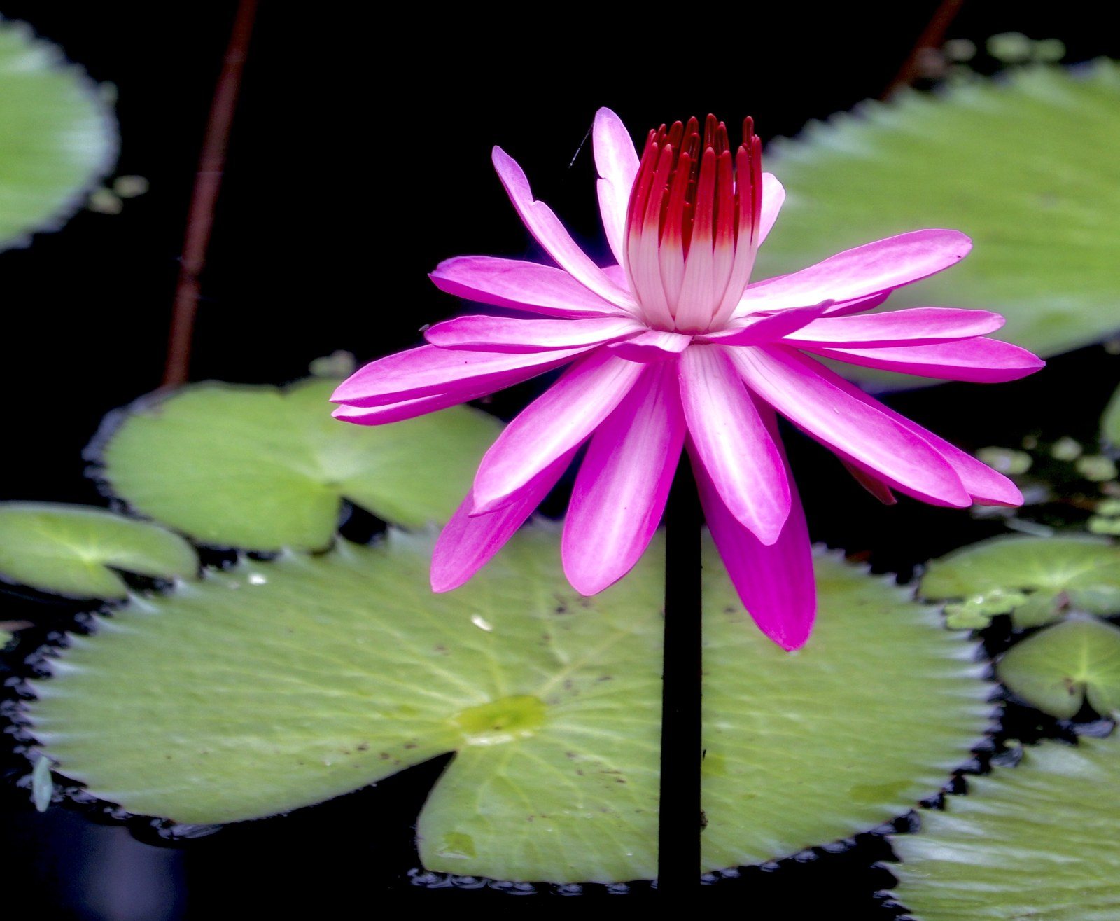 Pink Beautiful