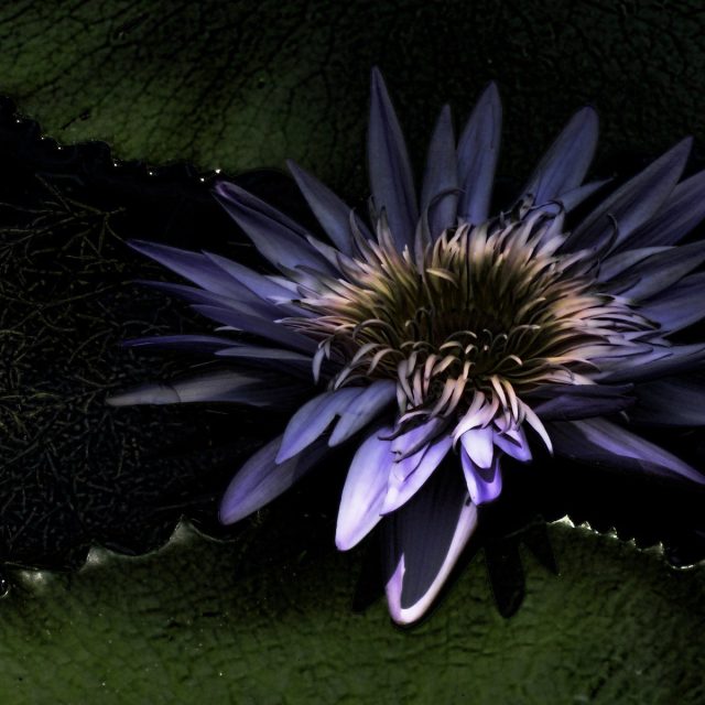 Gothic Beauty