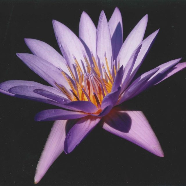 Purple & Gold