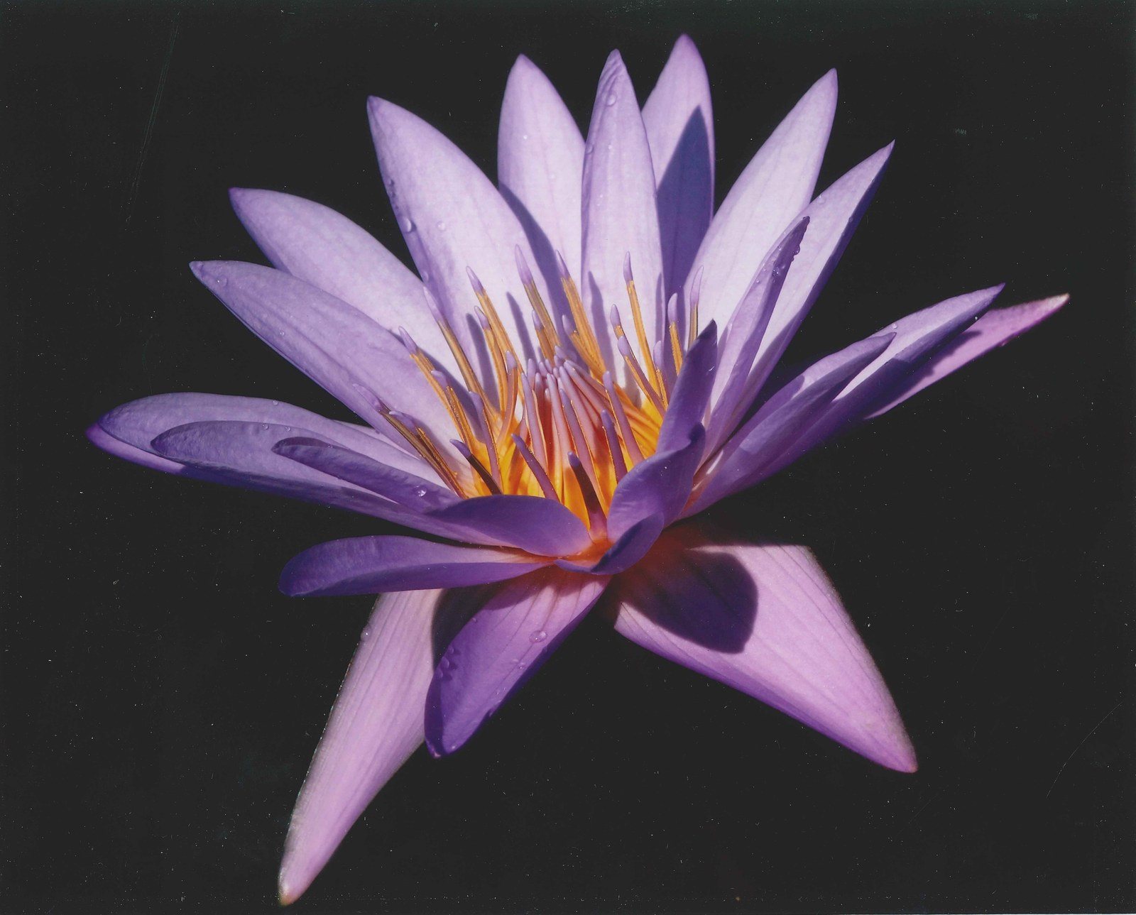 Purple & Gold