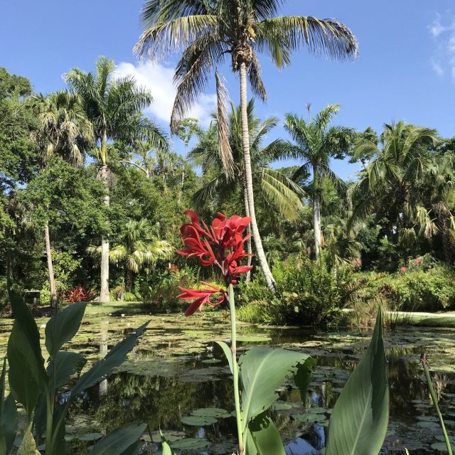 Red Is The Color