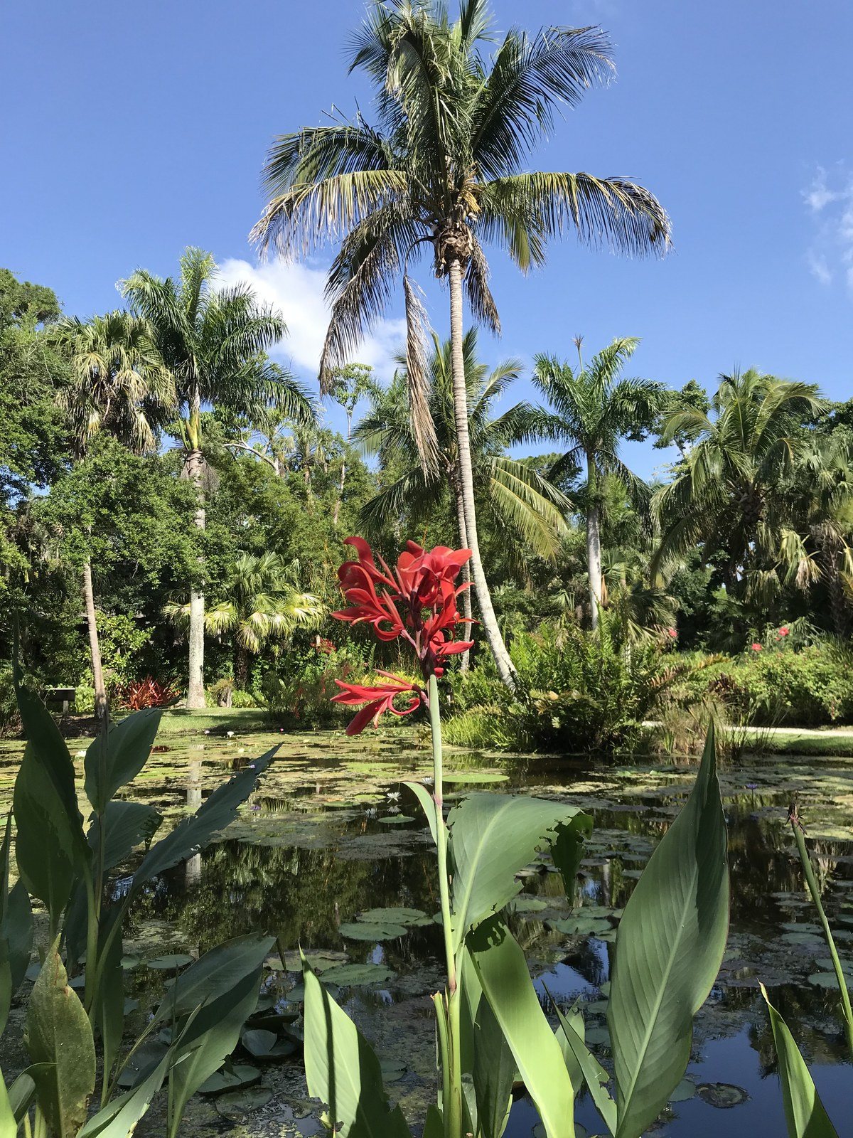 Red Is The Color