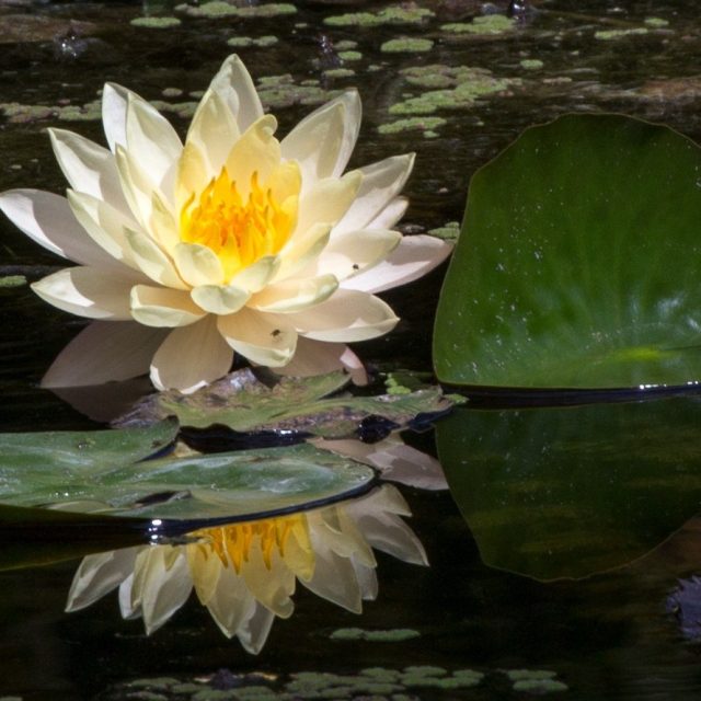 Reflecting