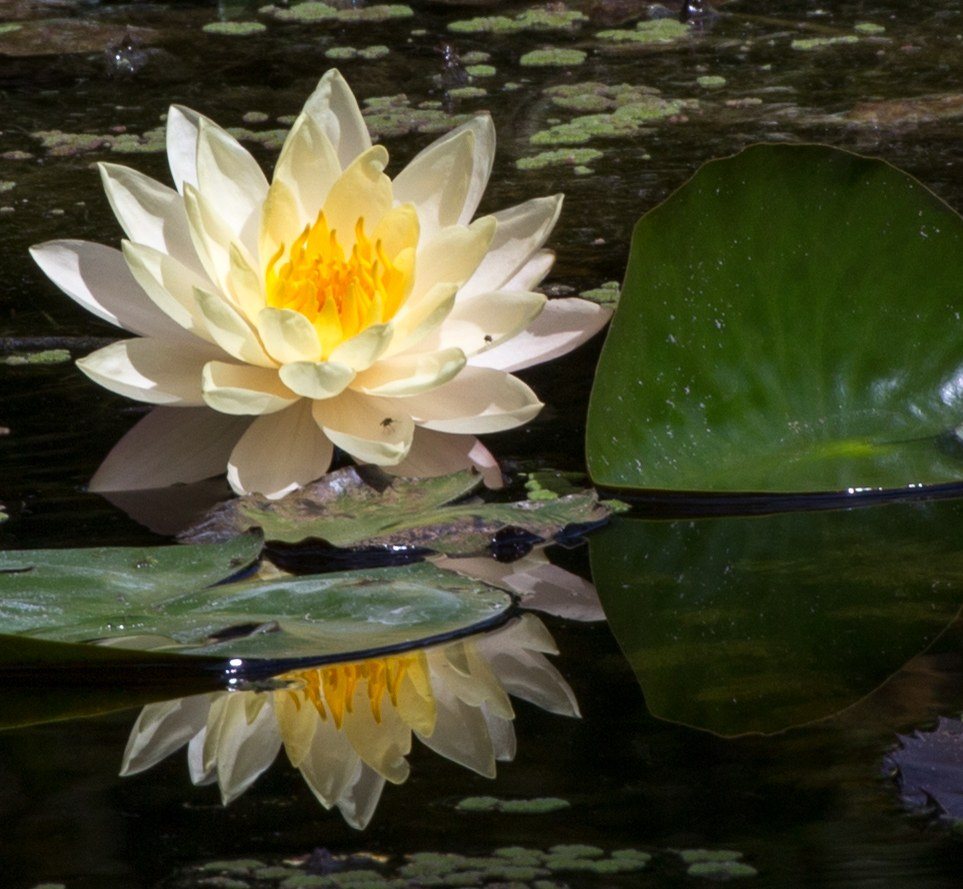 Reflecting