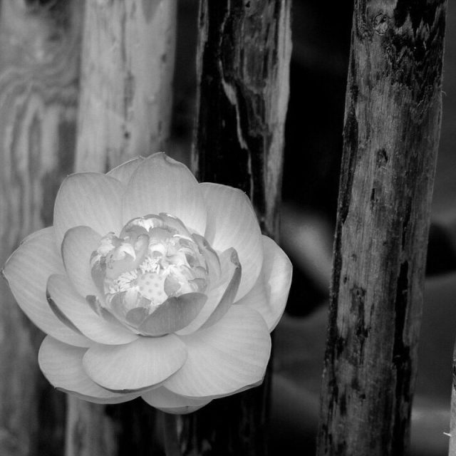 Lotus On A Bridge