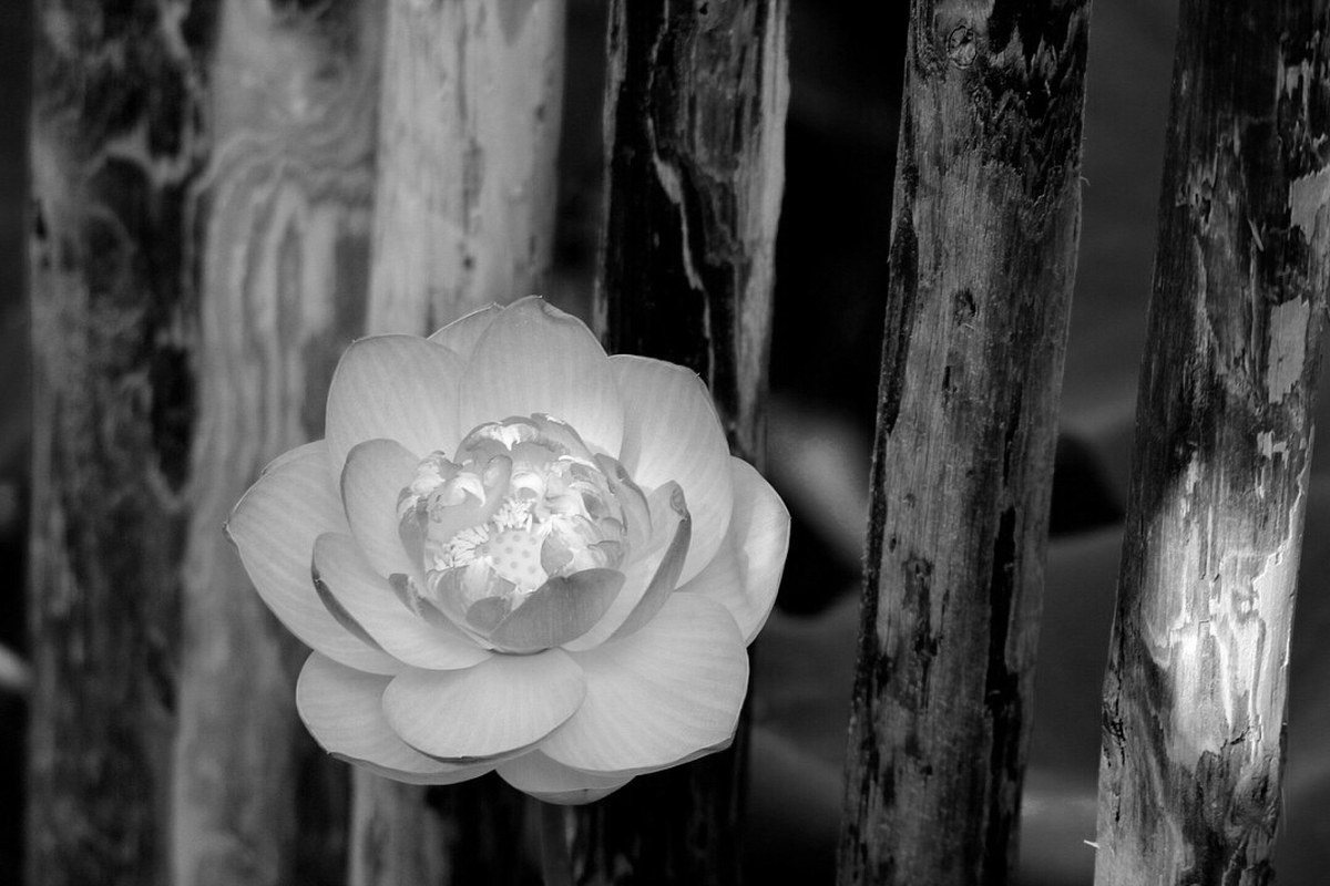 Lotus On A Bridge