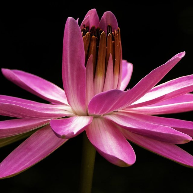 In The Pink