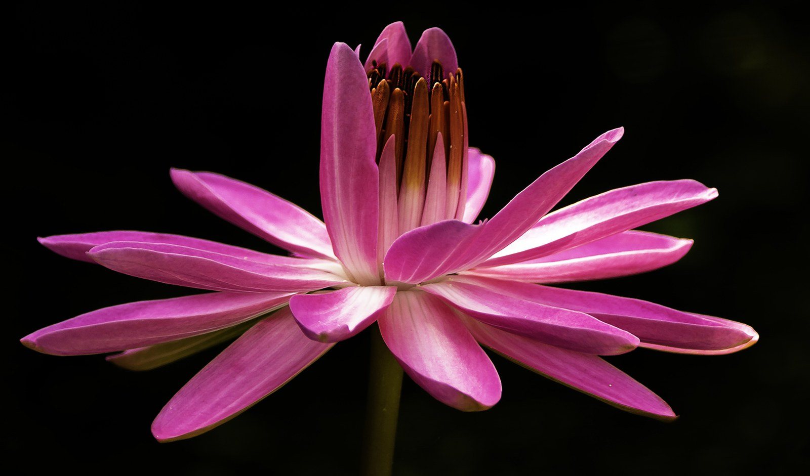 In The Pink