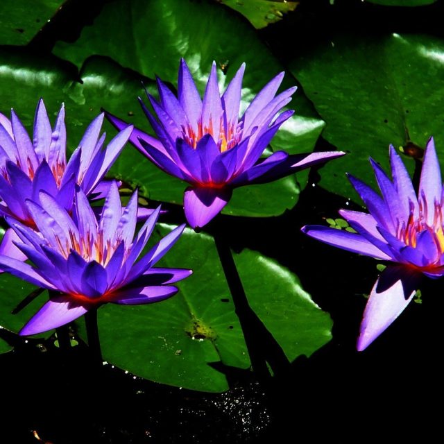 Bright Four