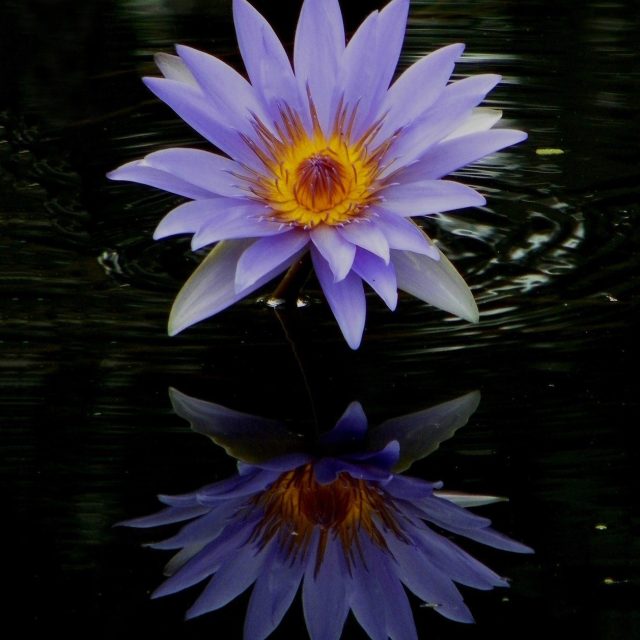 Reflection Perfection