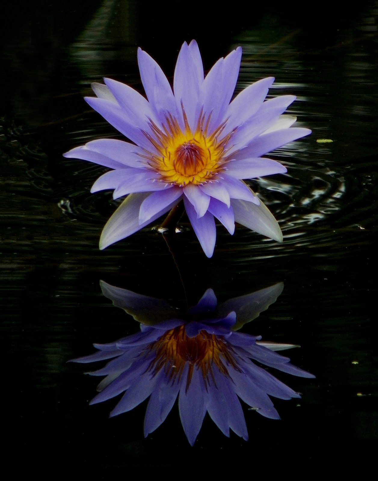 Reflection Perfection