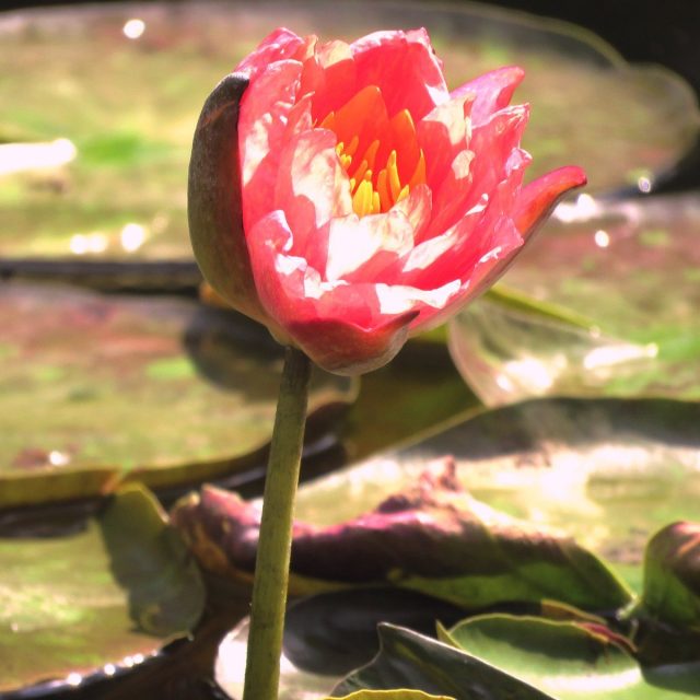 Pink Lily