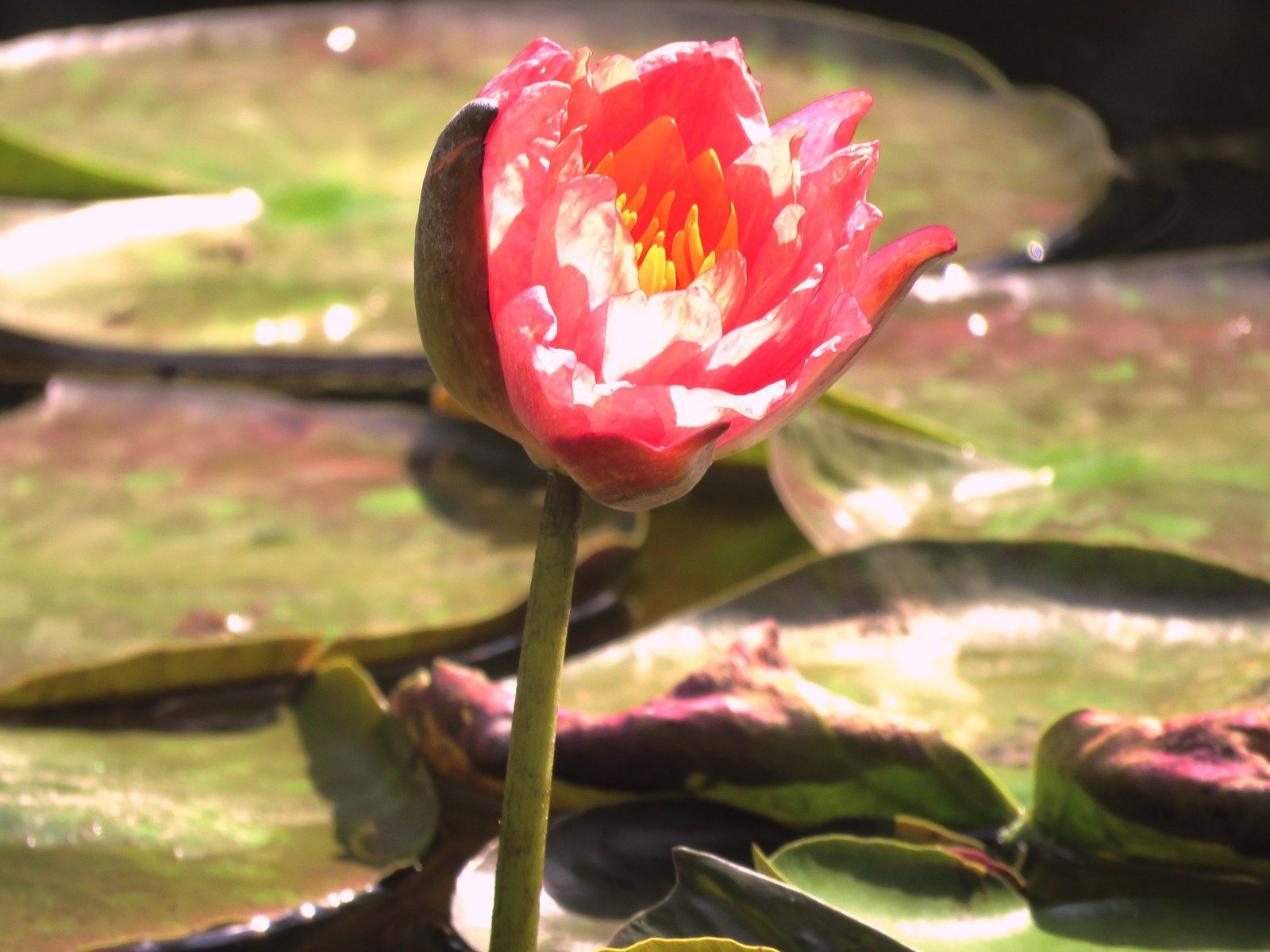 Pink Lily