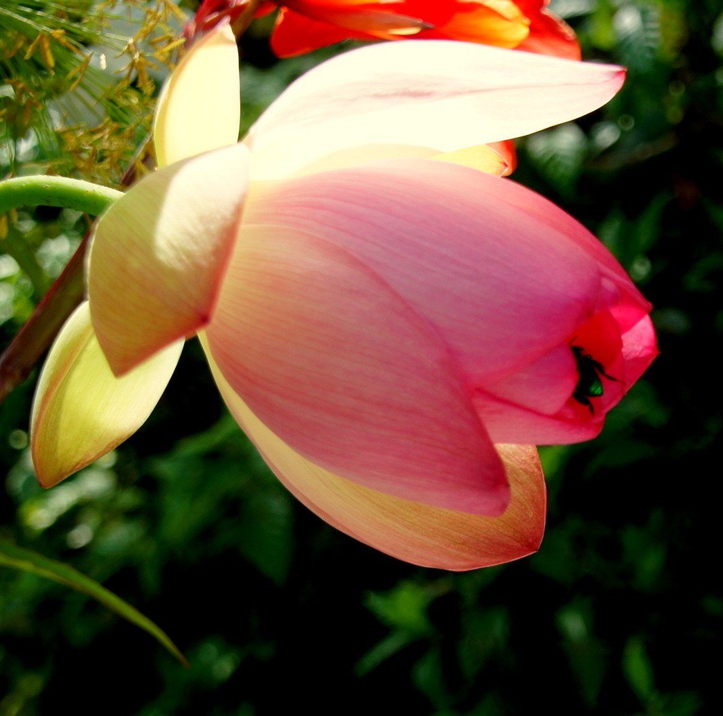Lotus Haven