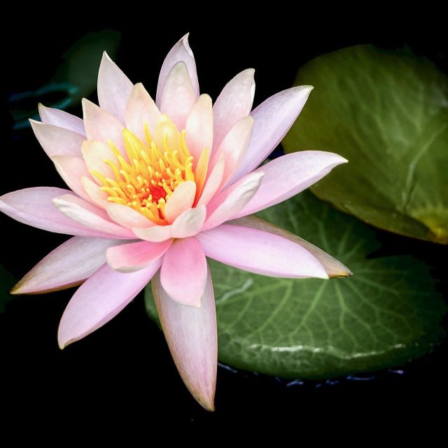 Pink Beauty