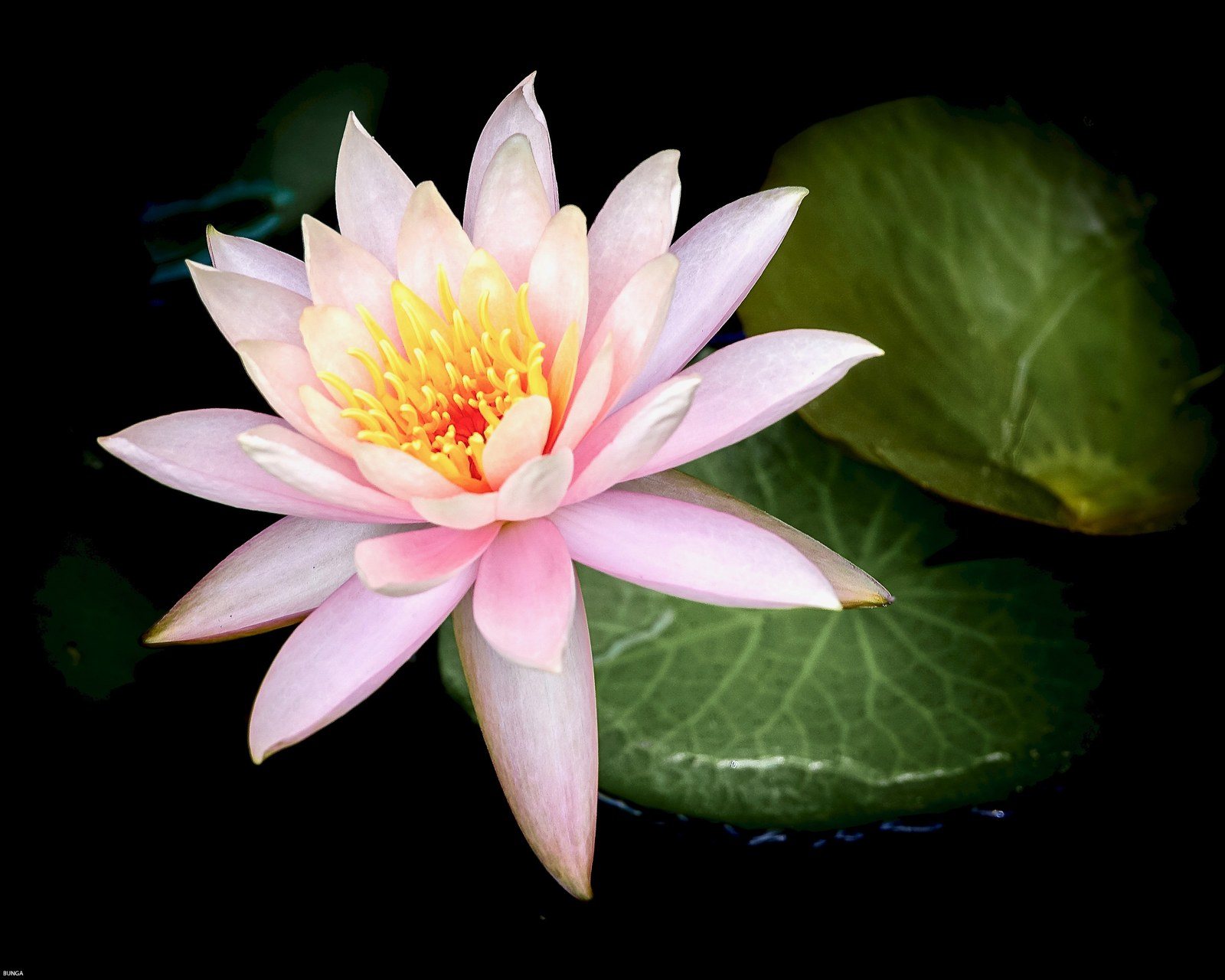 Pink Beauty