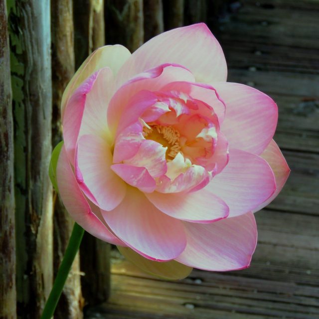 Lily Flower