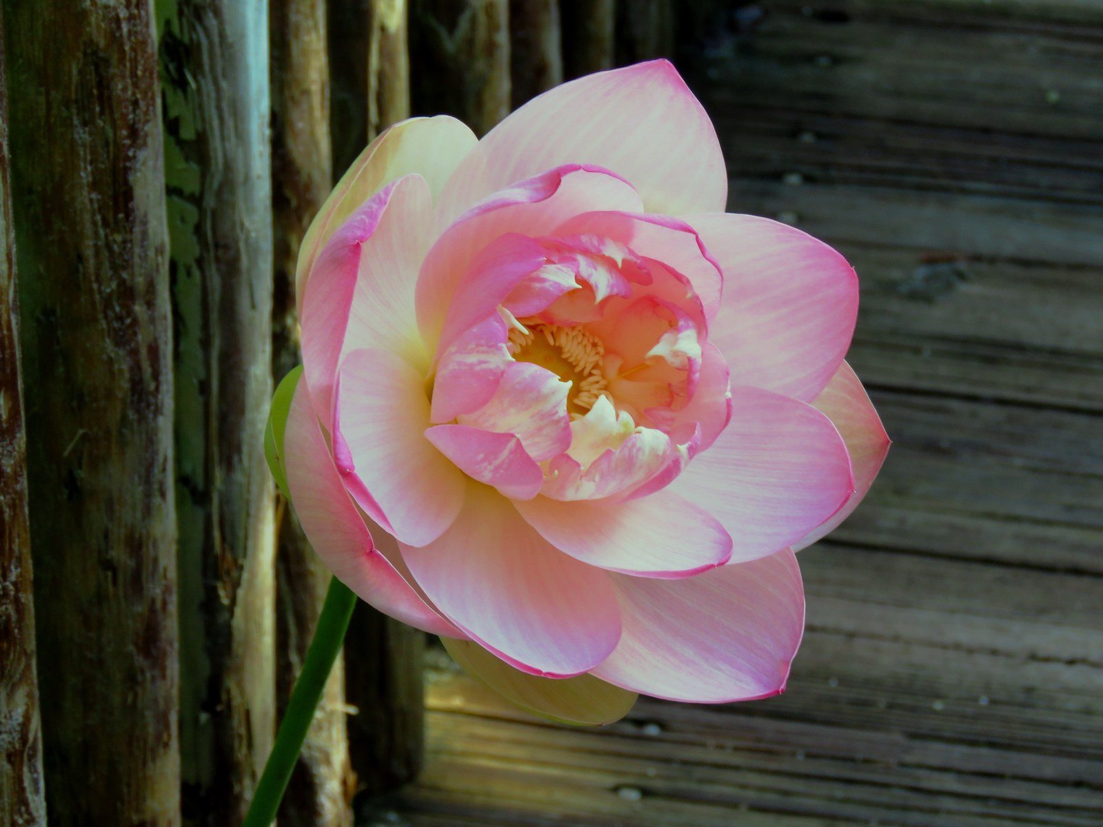 Lily Flower