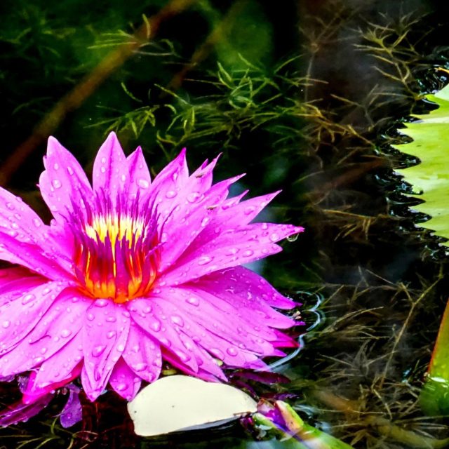 Pink Dew