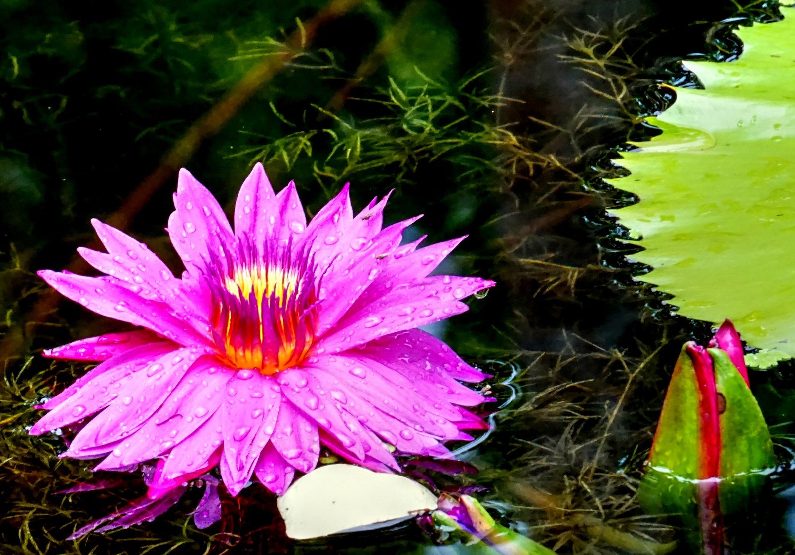 Pink Dew