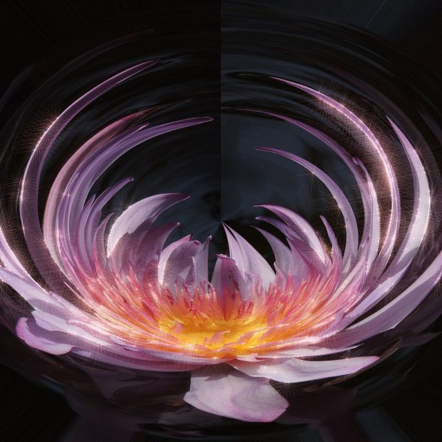 Star Crossed Lily