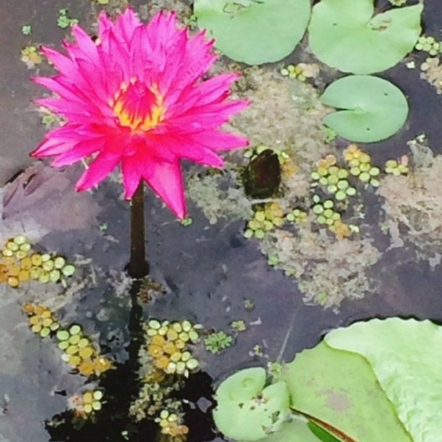 Fushia I Like The Water