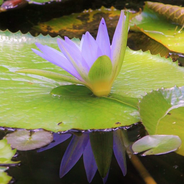 Purple Peeking Through