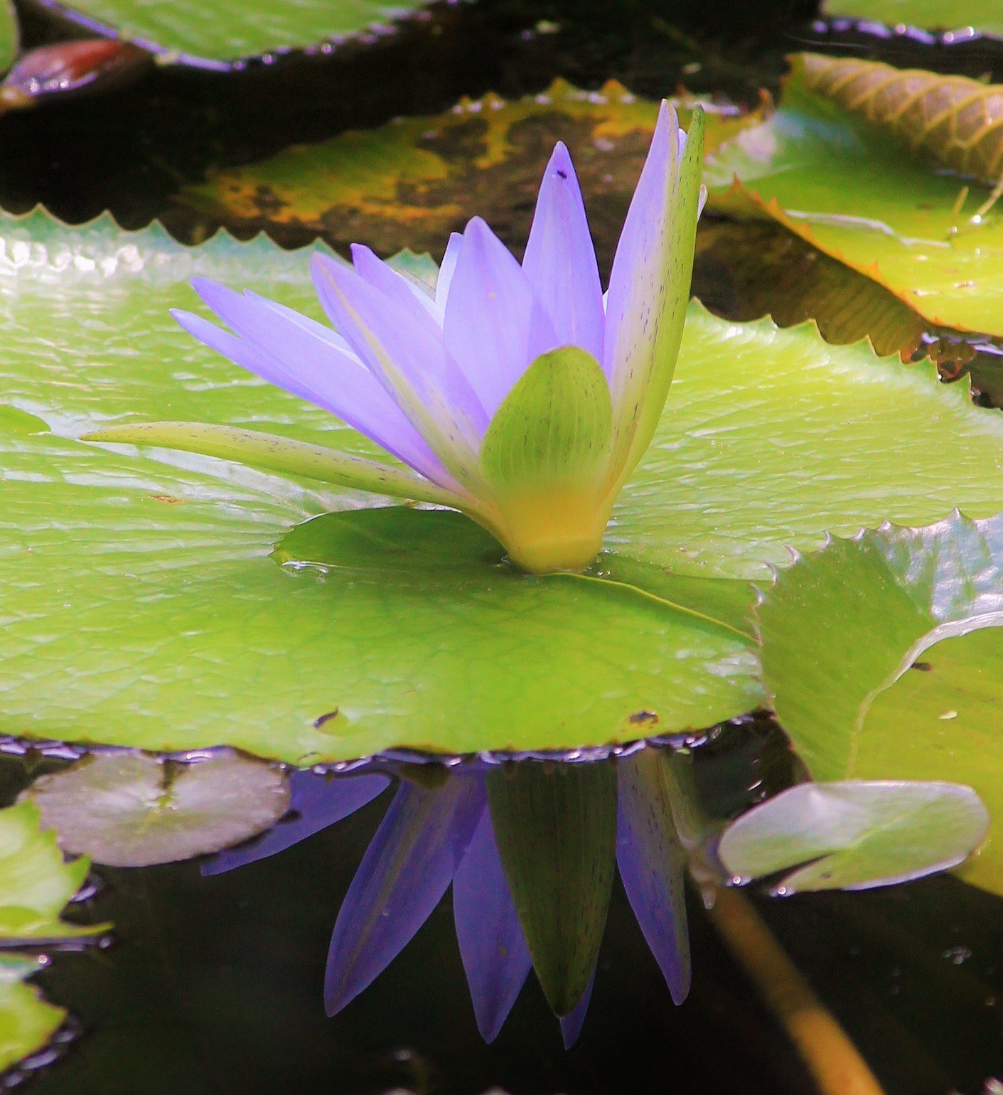 Purple Peeking Through