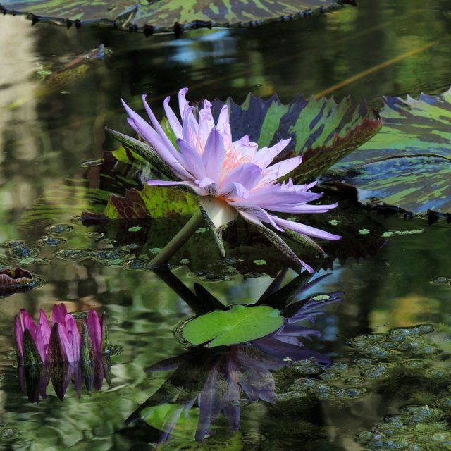 Reflections