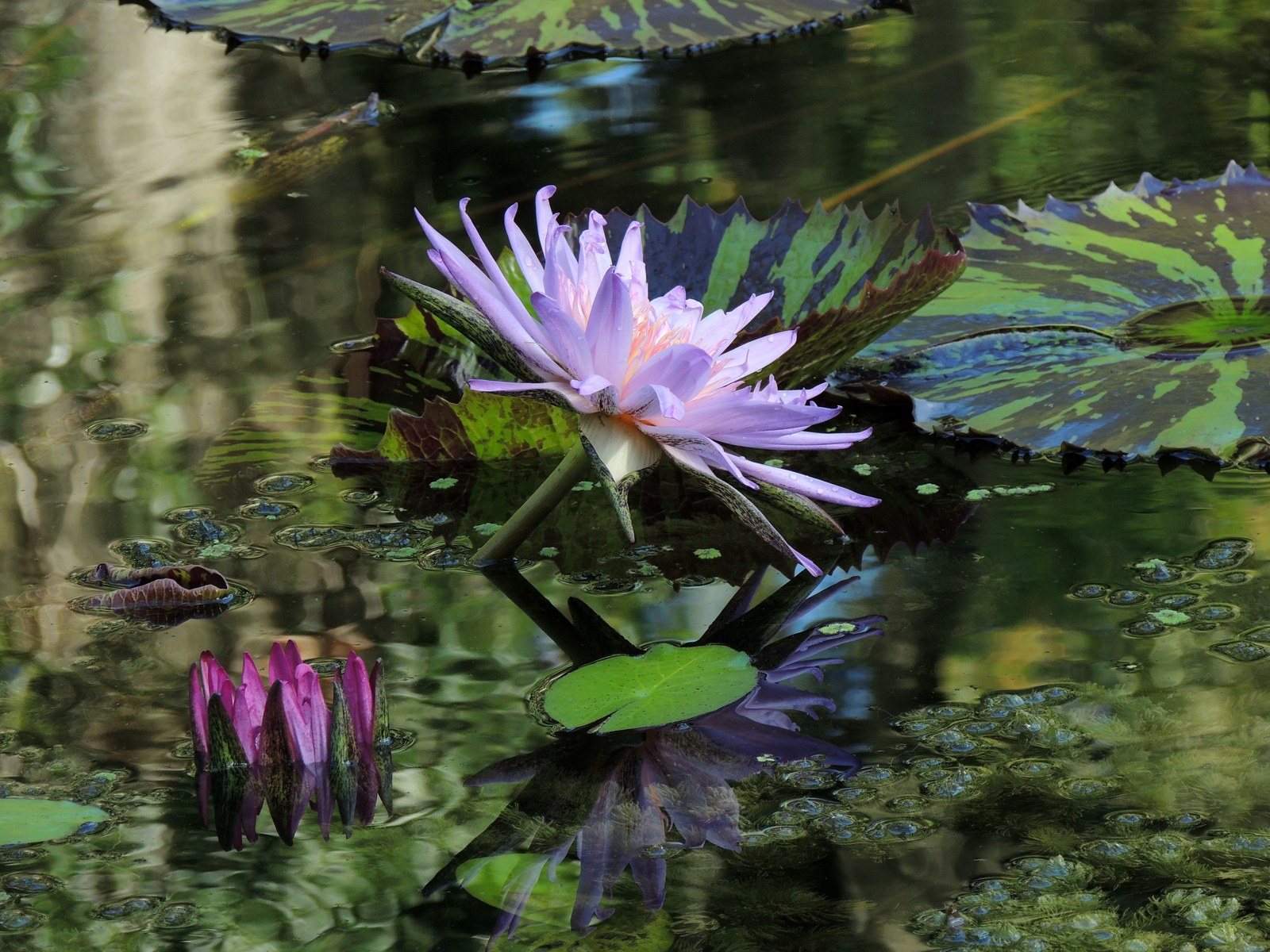 Reflections