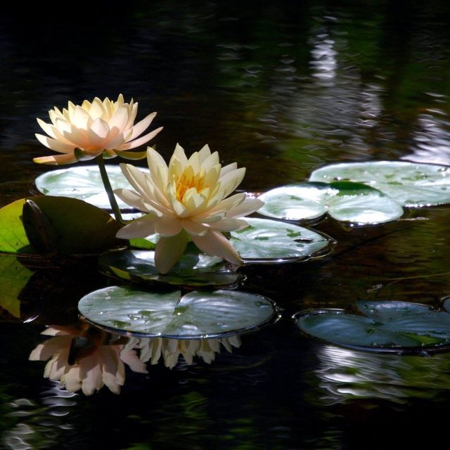 Sister Reflection