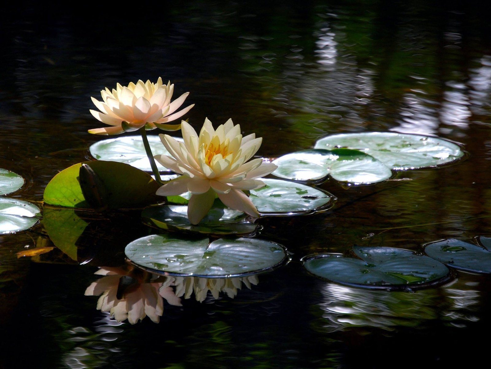 Sister Reflection