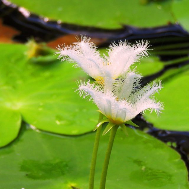 White Fuzzy Lily