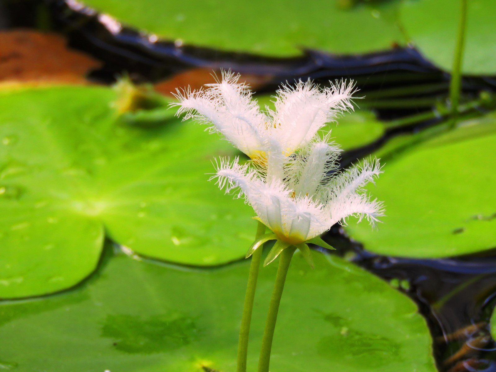 White Fuzzy Lily