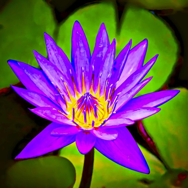 Waterlily Glowing