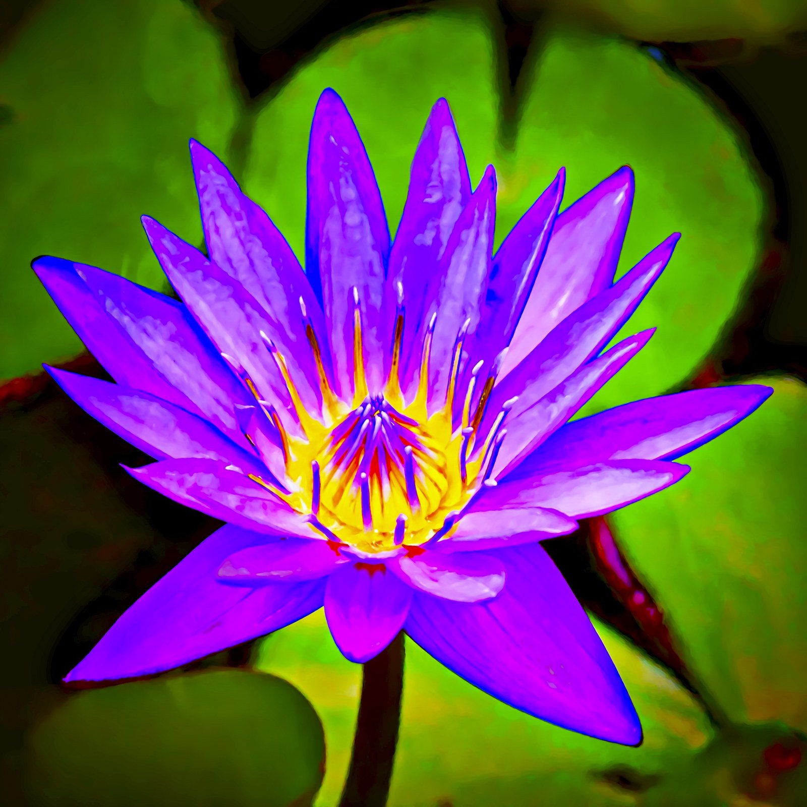 Waterlily Glowing