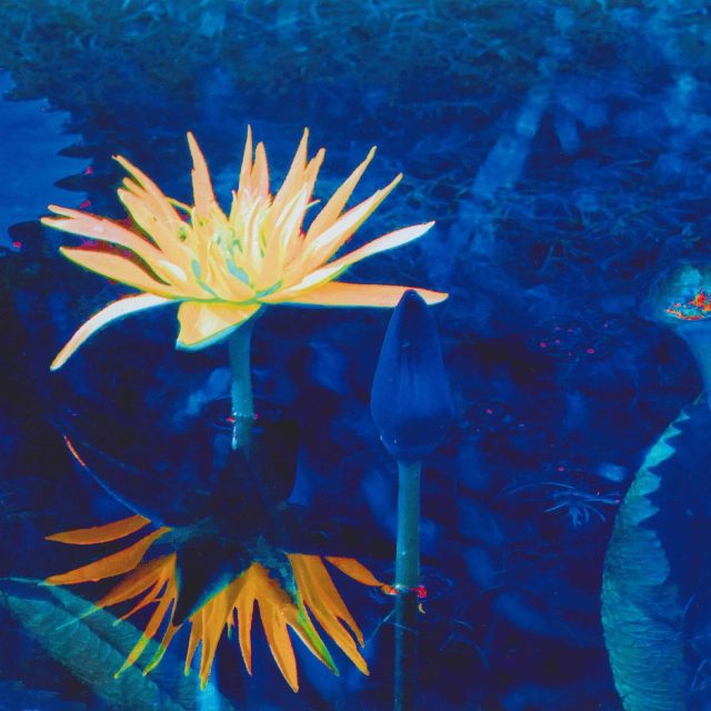 Psychedelic Lily