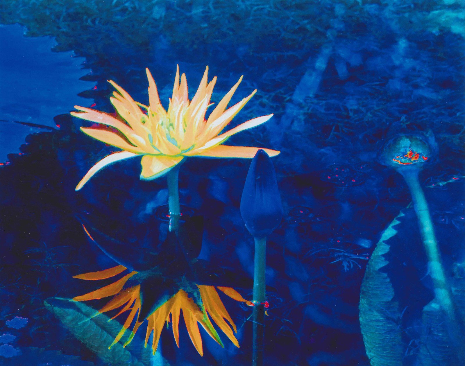 Psychedelic Lily