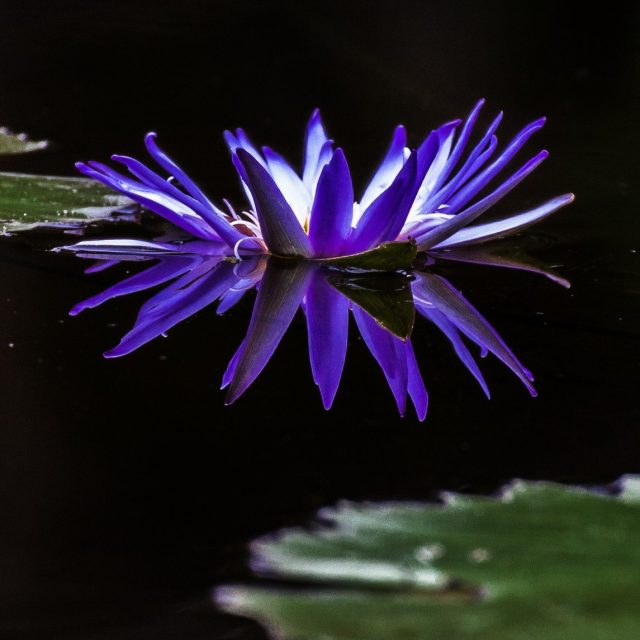 Purplicious