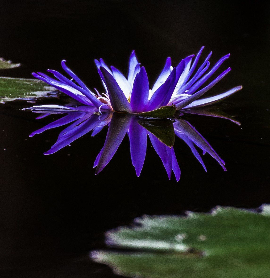 Purplicious